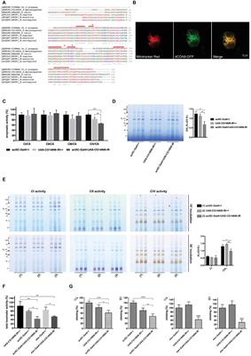 Knockdown of APOPT1/COA8 Causes Cytochrome c Oxidase Deficiency, Neuromuscular Impairment, and Reduced Resistance to Oxidative Stress in Drosophila melanogaster